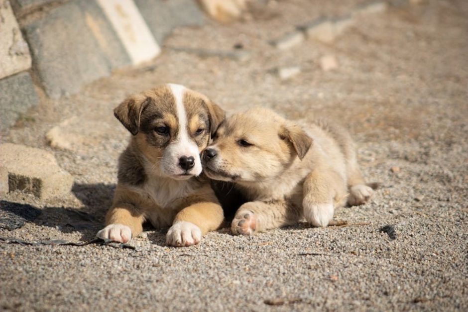 ¿Por qué necesitas un seguro de responsabilidad civil para tu perro?